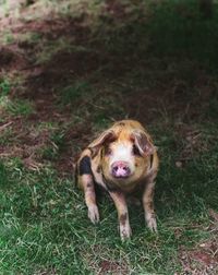 Portrait of dog on field