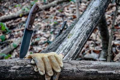 Close-up of wood in forest