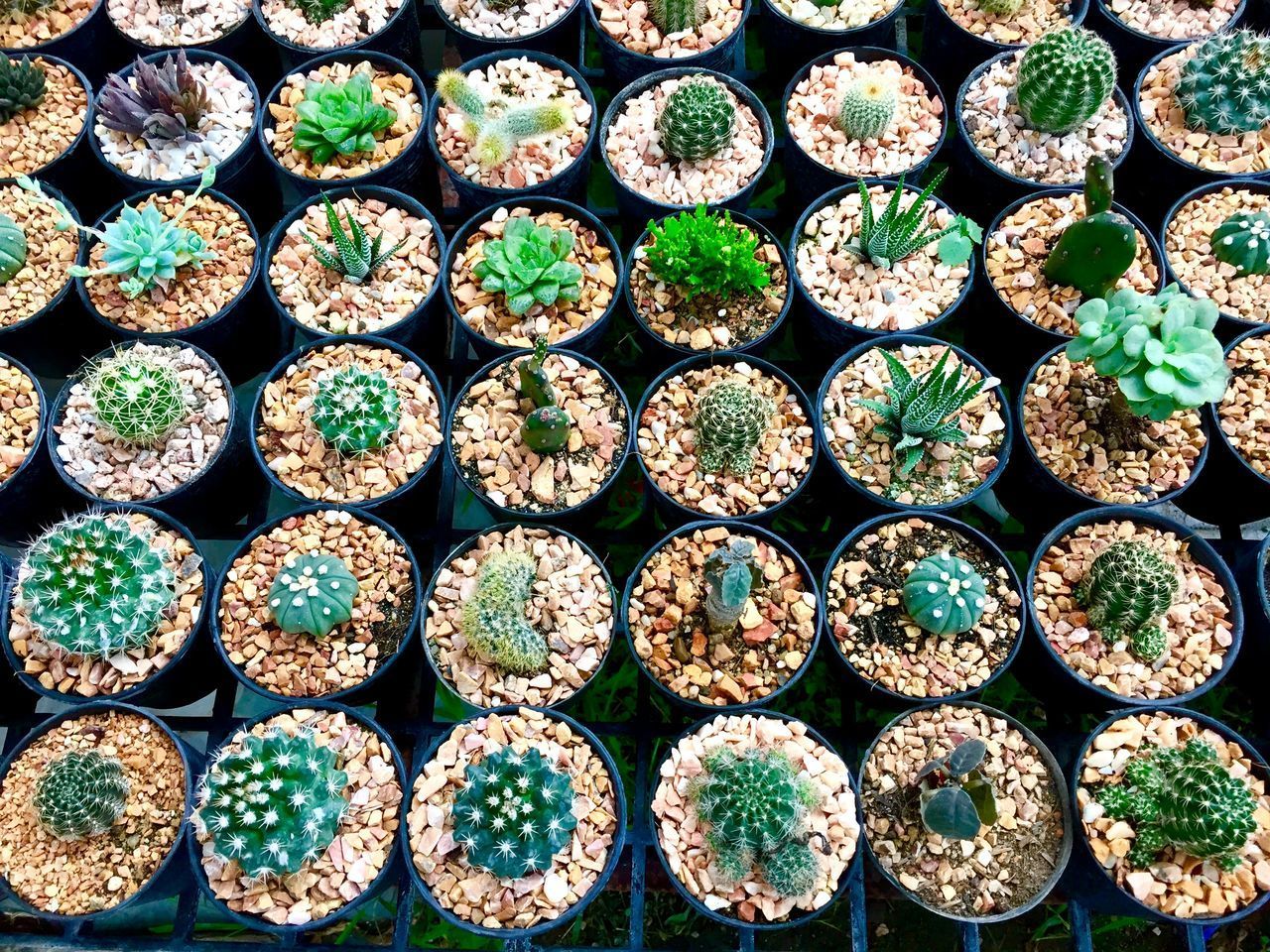 HIGH ANGLE VIEW OF SUCCULENT PLANTS