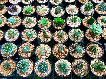 Full frame shot of succulent plants