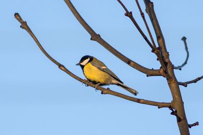 Low angle view of bird perching on tree against clear blue sky