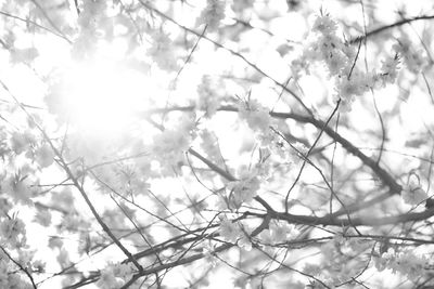 Low angle view of white flowers