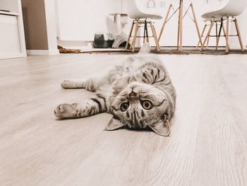 Portrait of cat lying on floor at home