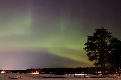 Low angle view of trees against sky at night