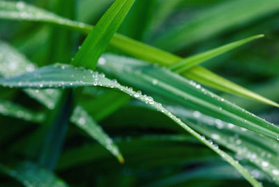 Close-up of water drops on grass during rainy season