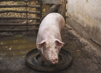 Close-up of pig