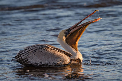 Close-up of duck swimming in lake