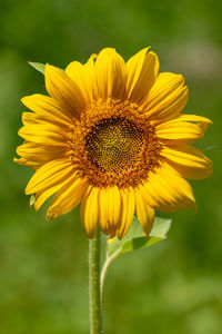 Close-up of sunflower