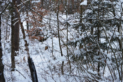 Bare trees in forest during winter