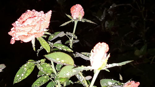 Close-up of pink flowers