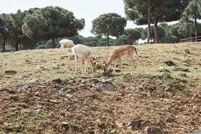 Sheep grazing in a field