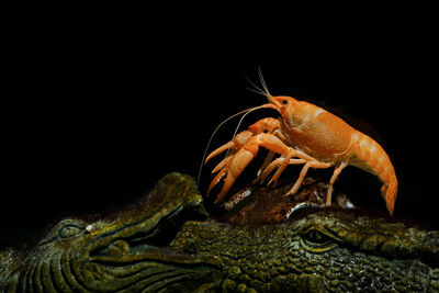 Close-up of crab over sea against black background