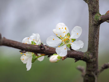 Close-up of white cherry blossoms in spring