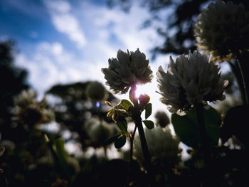 Close-up of flowering plant against sky