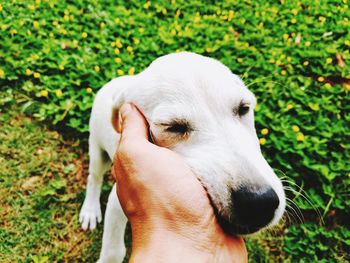 Close-up of dog hand