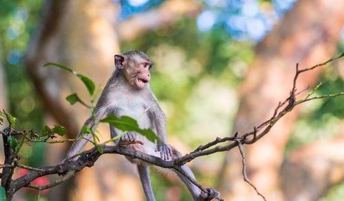 Low angle view of monkey sitting on tree