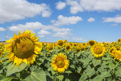 Close-up of yellow flowering plants on field against sky