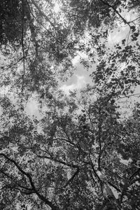Low angle view of tree against sky