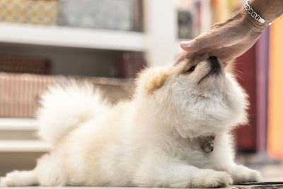 Full length of hand holding white cat