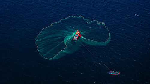 High angle view of jellyfish swimming in sea