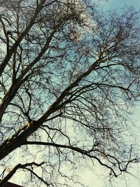 Low angle view of tree against sky