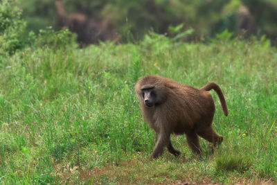 Monkey walking on field