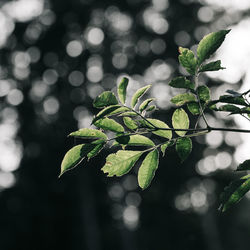 Close-up of green leaves on plant