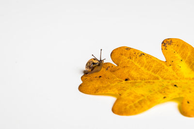 Close-up of insect on white background