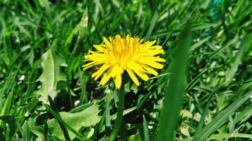 Close-up of yellow flower blooming on field