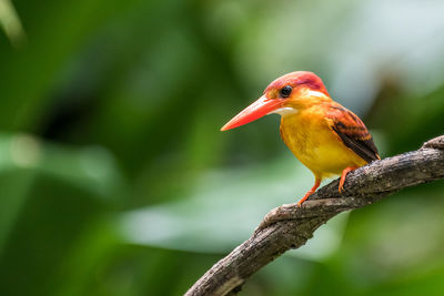 Close-up of bird perching on branch