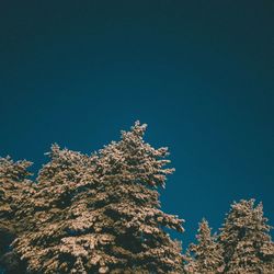 Low angle view of trees against blue sky