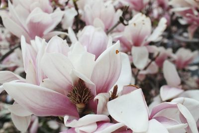 Close-up of pink flowers blooming outdoors