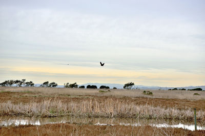 Bird flying over a field