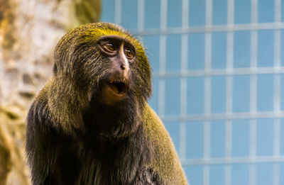 Close-up of a monkey looking away