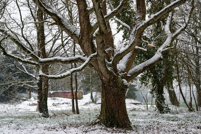 Bare trees on snow covered landscape