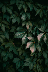 Green plant leaves in the nature in autumn season, green background