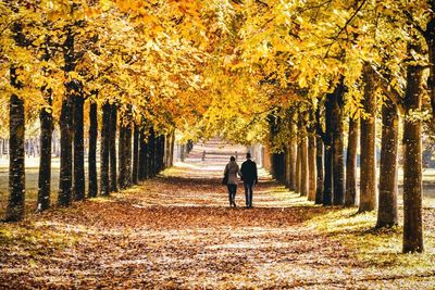 Rear view of man walking on road amidst autumn trees