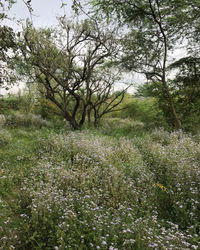 Scenic view of flowering trees on field