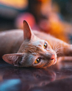 Close-up of a cat looking away