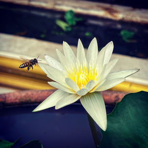 Close-up of bee pollinating on flower