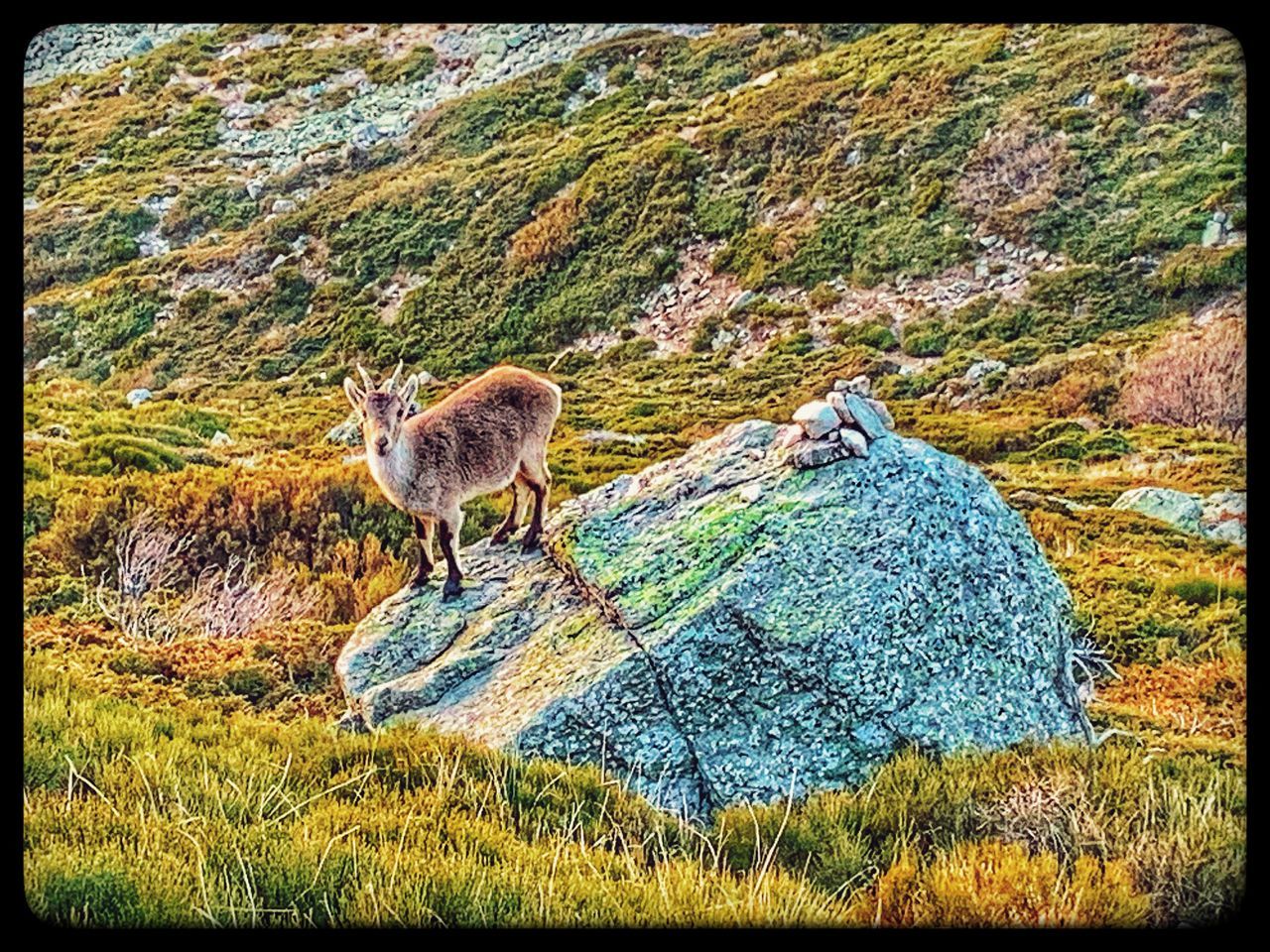 transfer print, auto post production filter, animal, animal themes, mammal, nature, one animal, no people, tundra, day, wildlife, animal wildlife, domestic animals, plant, autumn, painting, land, wilderness, grass, deer, field, pet, sheep, outdoors, livestock, beauty in nature, sunlight, rock, high angle view