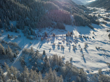 Aerial view of pine trees on snow covered land