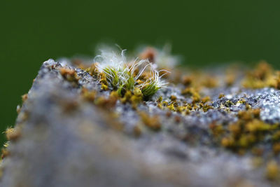 Close-up of spider