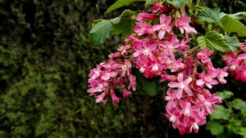 Close-up of pink flowers