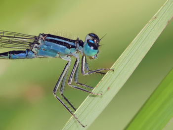 Close-up of an insect