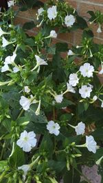 Close-up of white flowers blooming outdoors