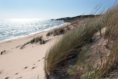 Scenic view of beach against clear sky