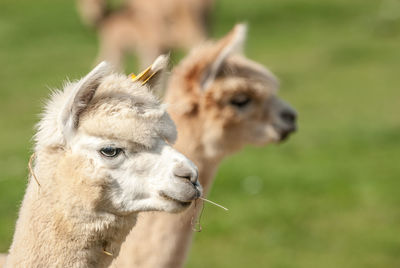 Close-up of alpacas on field