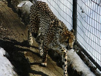 Side view of a leopard