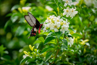 Close-up of butterfly pollinating on flower